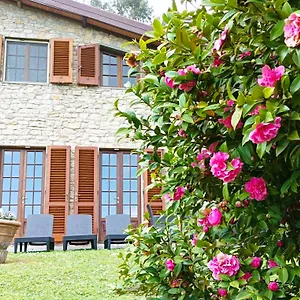 Camelia Tuscany Pescia